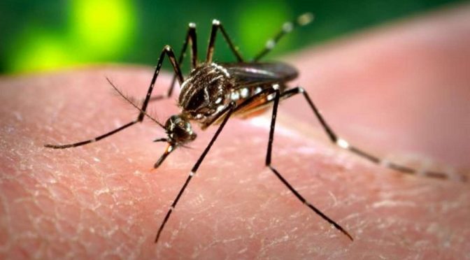 Zika’s Towering Non-Evidence