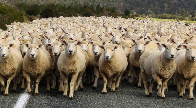 The Sheep Syndrome